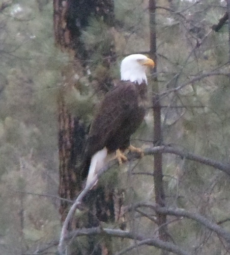 Hello Eagle, Thank You for making our day!